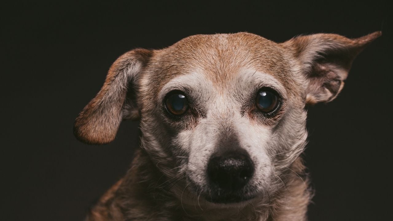 kahverengi gözlü ve tüylü bir köpek, temsilidir