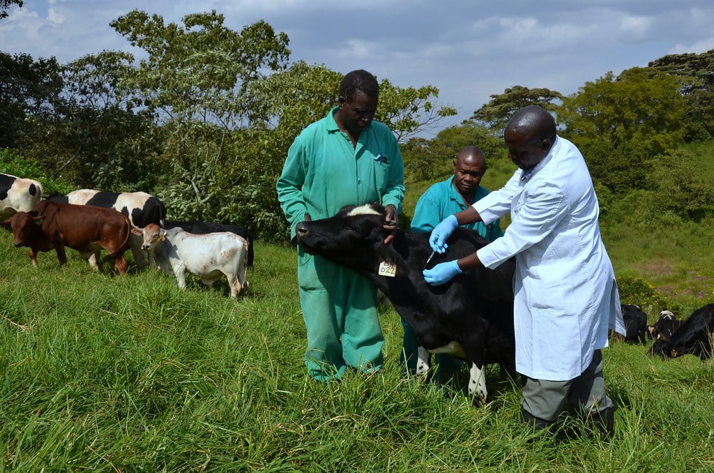 Strengthening Rural Health Through Digital Herd Management: Fighting Brucellosis in South Africa Effectively