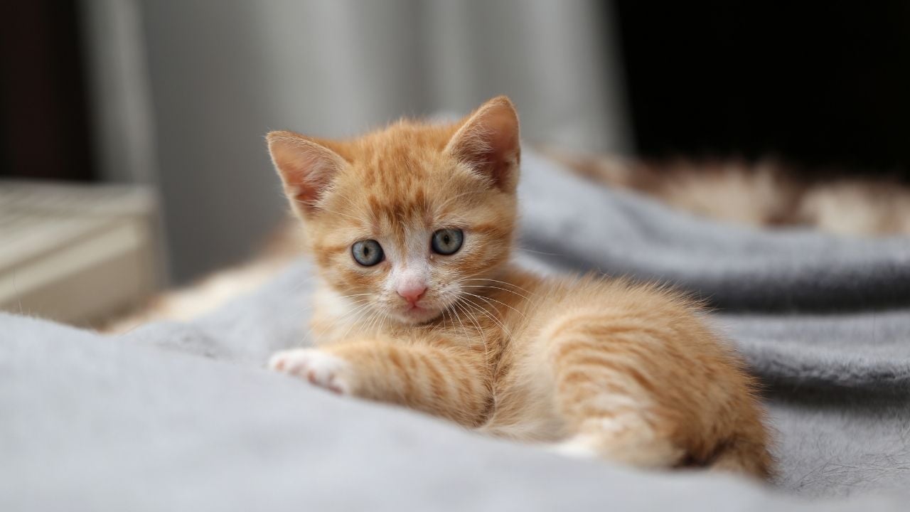 sevimli bir yavru kedi