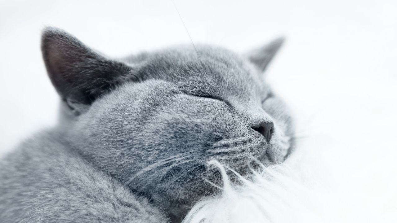 yattığı yerde mırlayan gri bir kedi