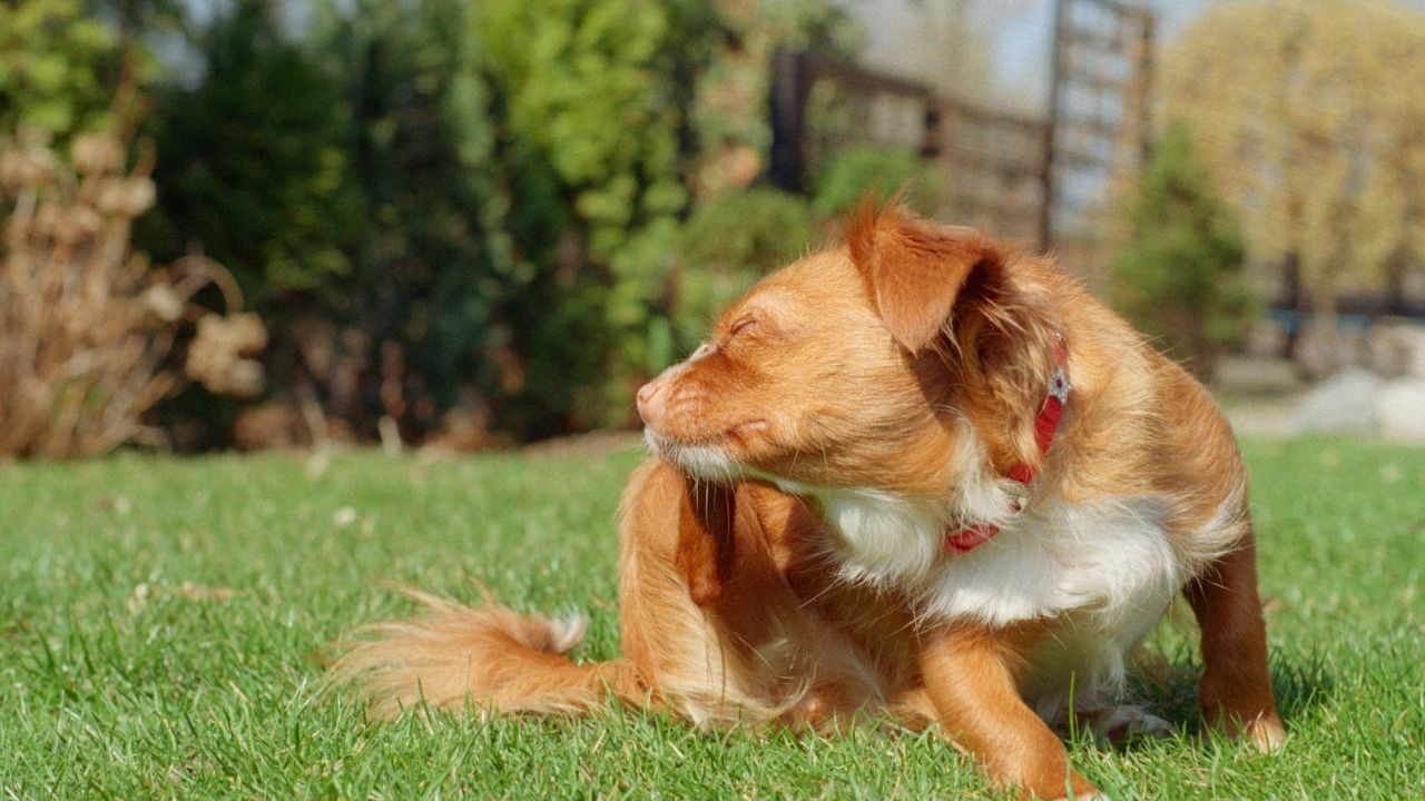 egzama nedeniyle kaşınan bir köpek