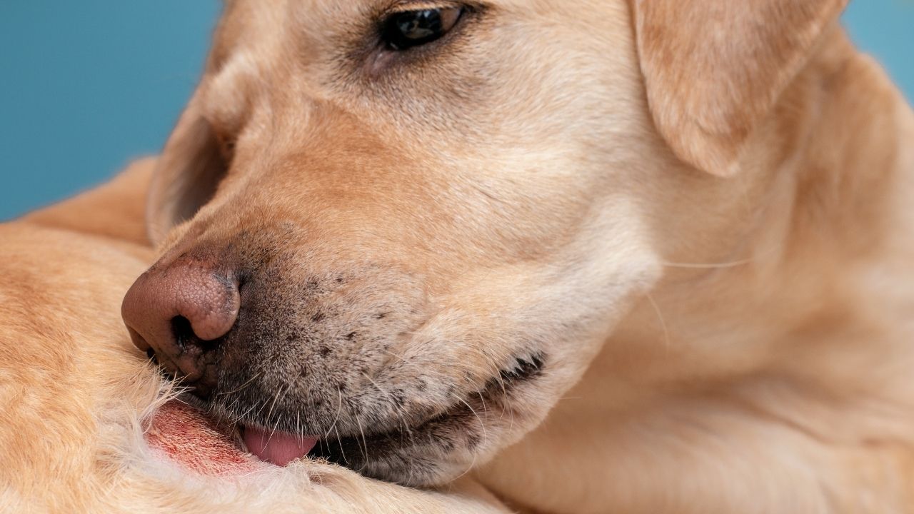 egzama olmuş bir köpek yarasını yalıyor