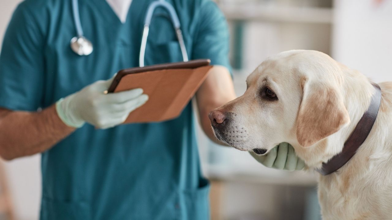 egzama tedavisi için veterinerde bir köpek