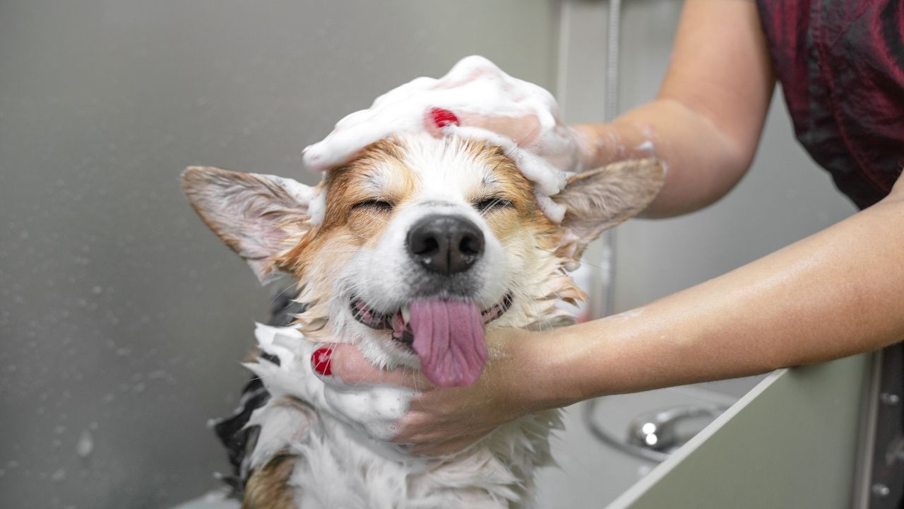 banyo yaptırılan bir köpek