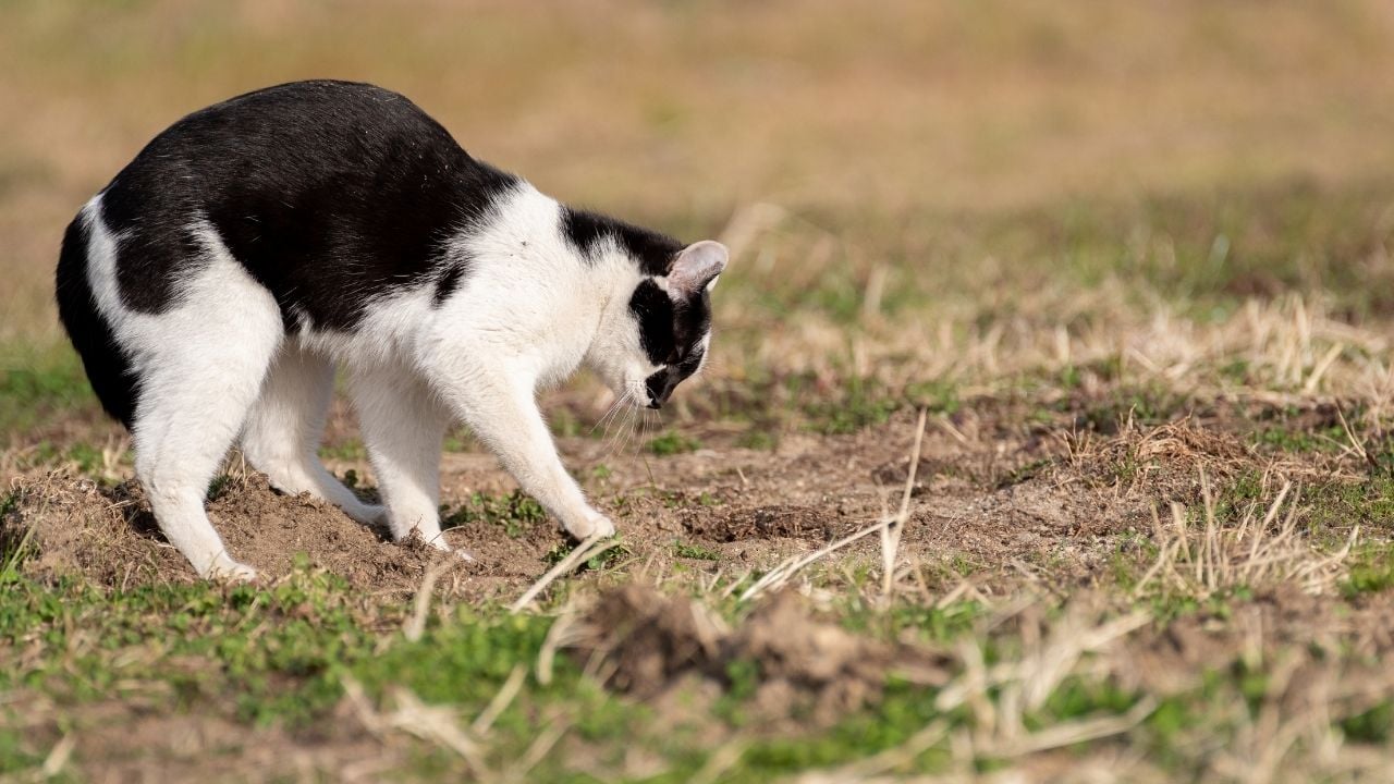 doğada toprağı eşeleyen bir kedi