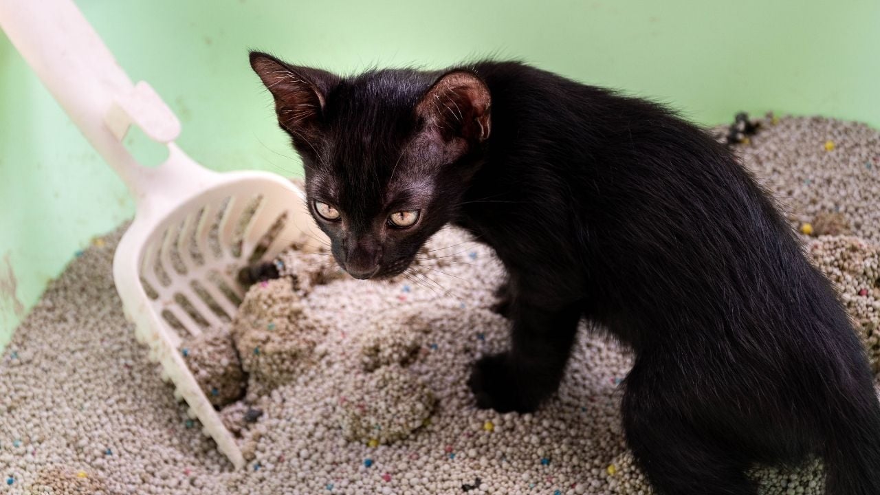 kum kabınında bir kedi
