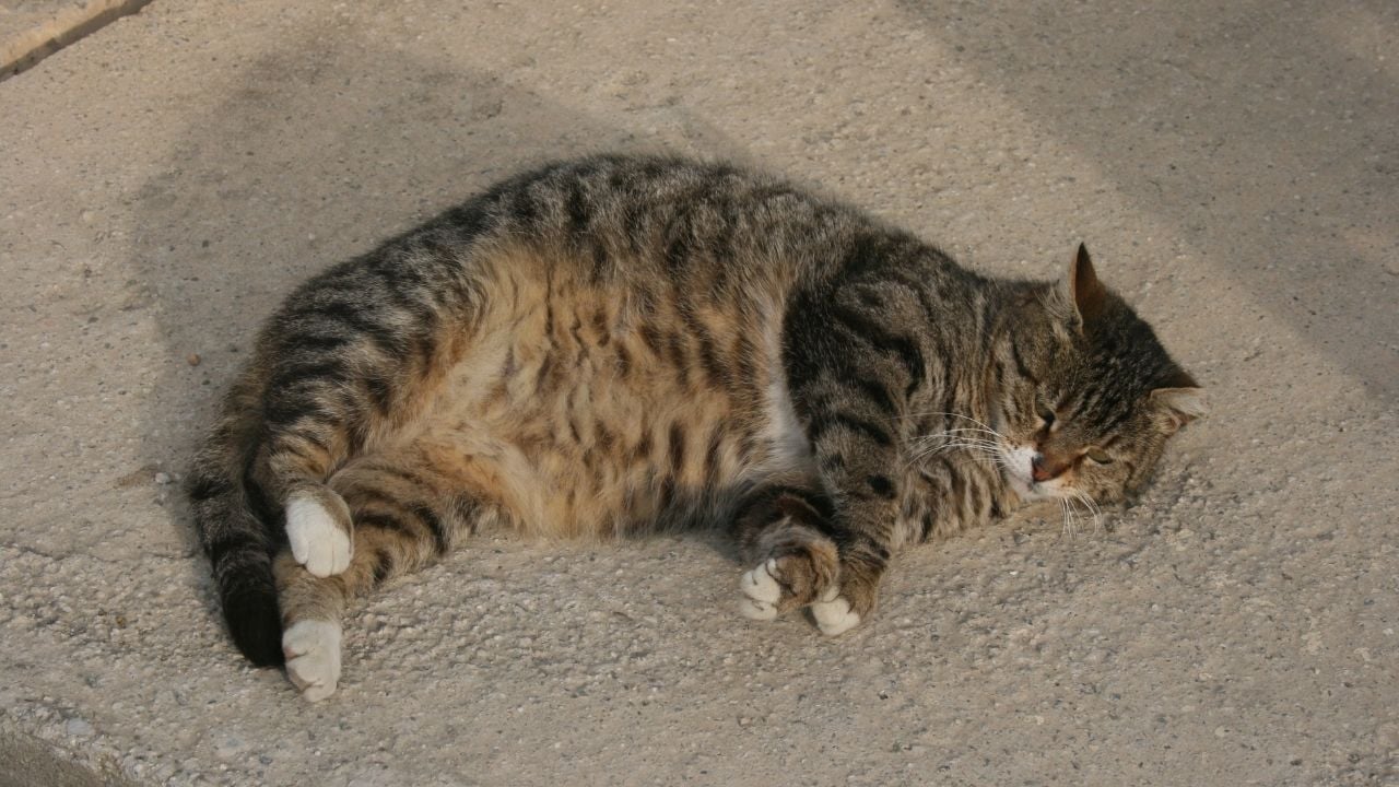 hamile tekir kedi yerde yatıyor