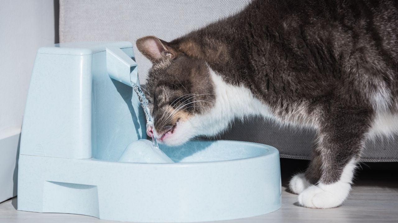 su içen kedi