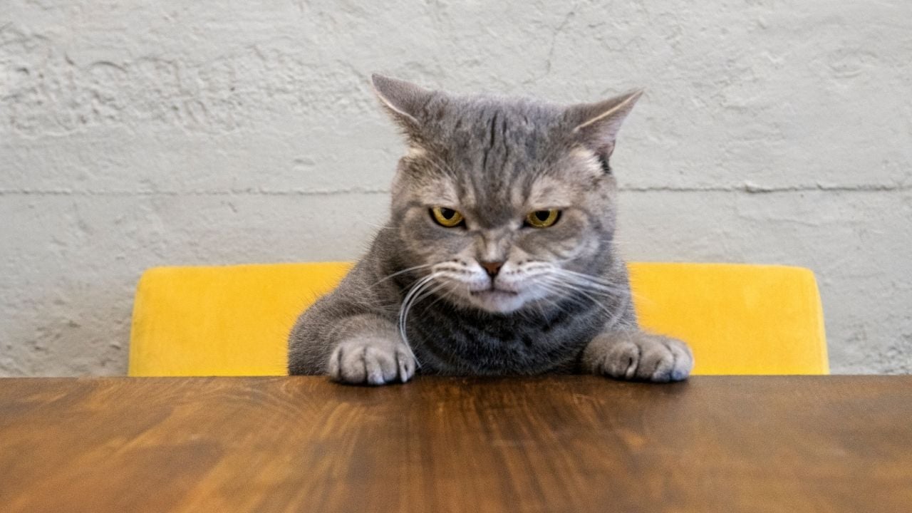 sinirli görünen bir kedi