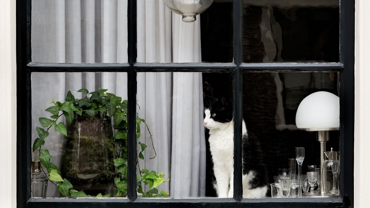 evde oturan bir kedi
