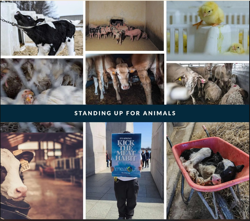 Understanding the Hidden Dangers of Meat Industry