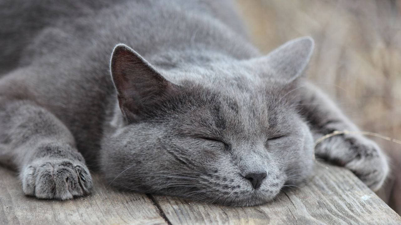 gri bir kedi uyuyor