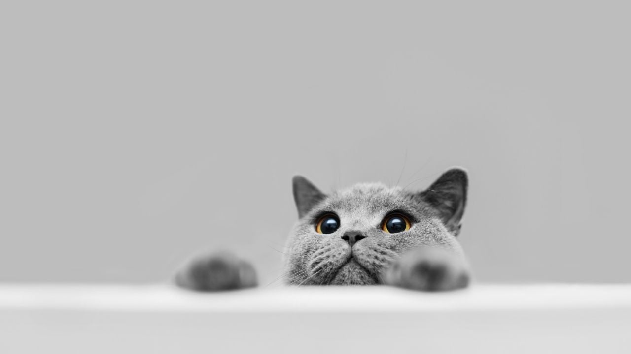 gri kedi ve gri arka fon