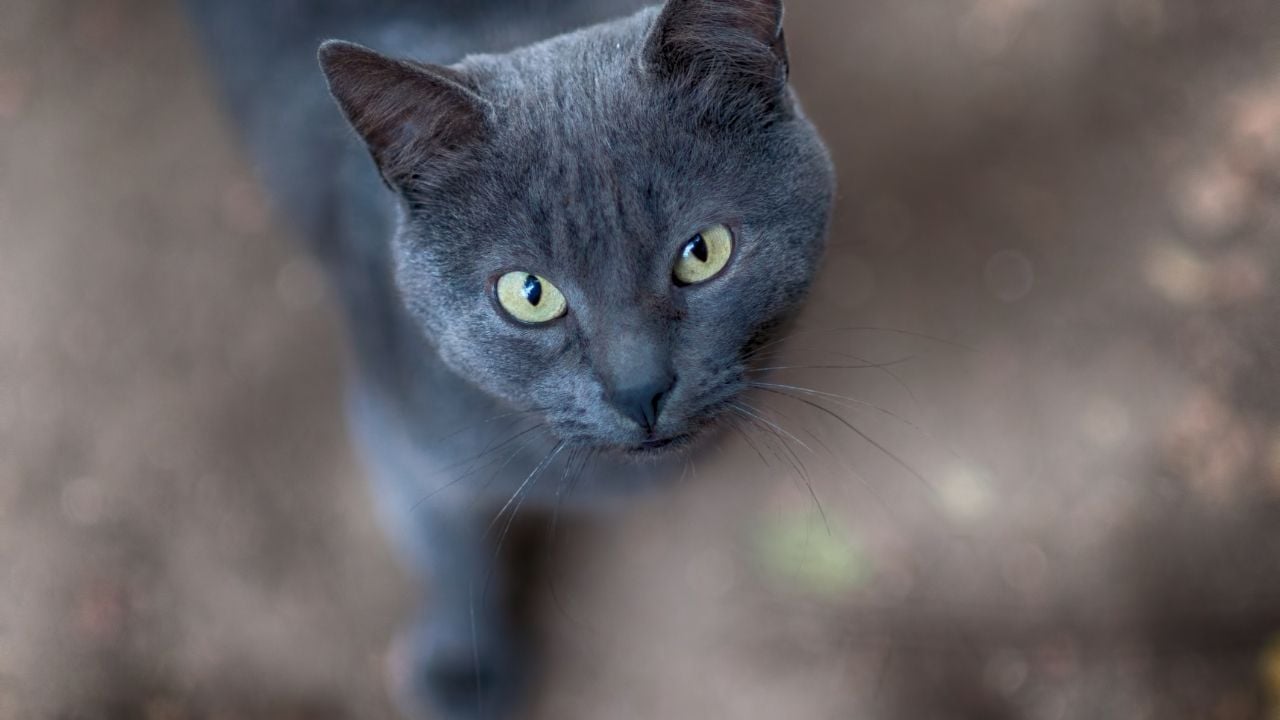 gri kedi kameraya bakıyor