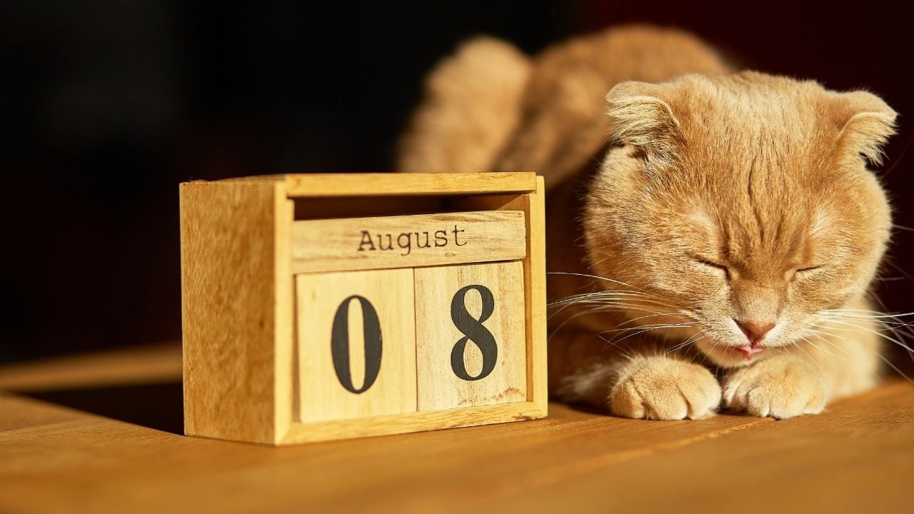 8 Ağustos Dünya Kediler Günü