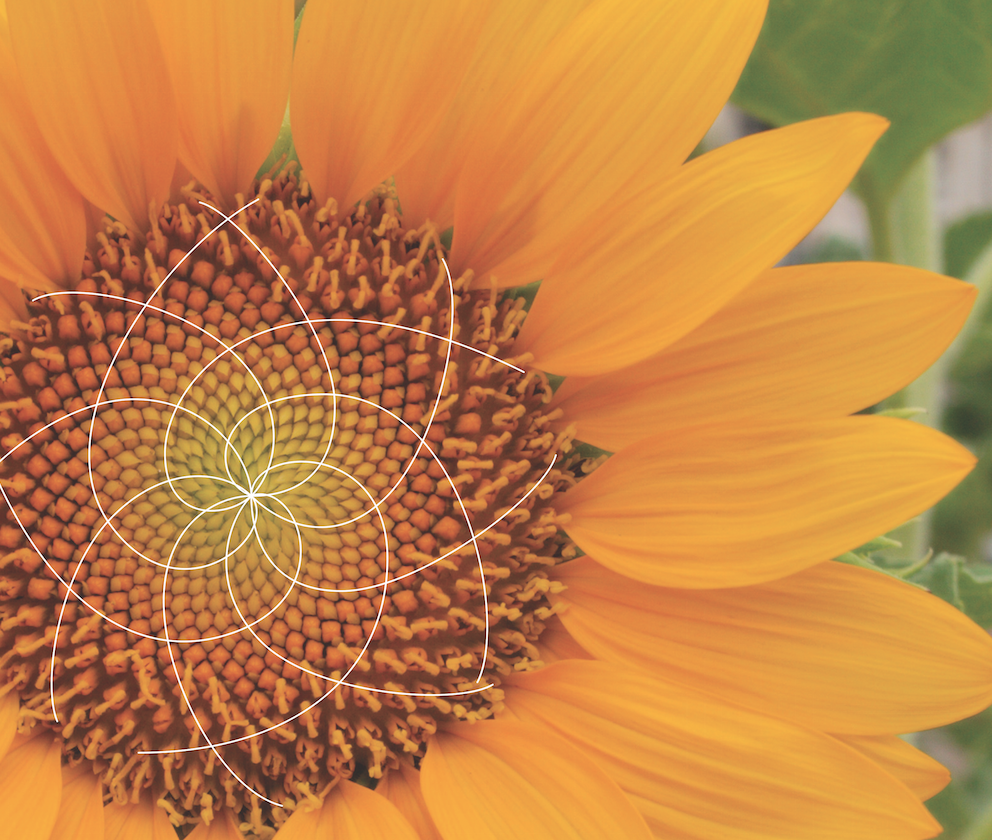 Mathematics in Nature