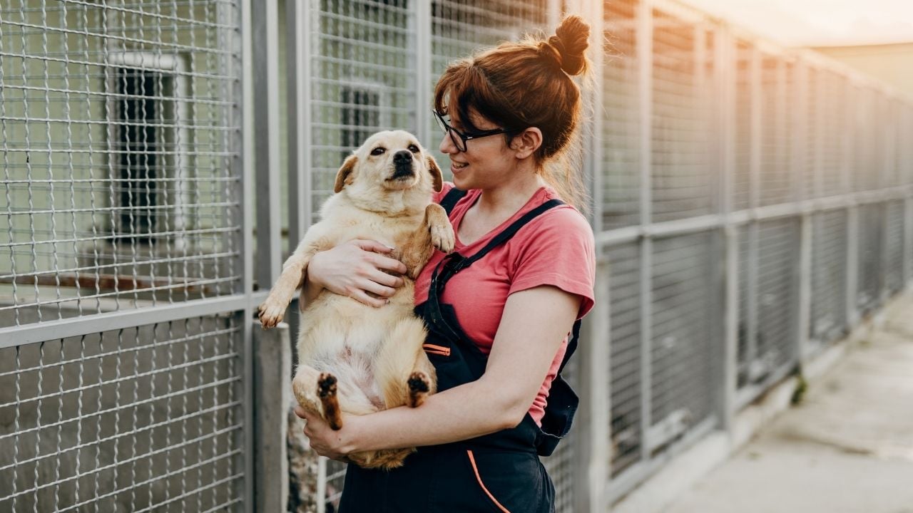 barınaktan köpek sahiplenen bir kadın