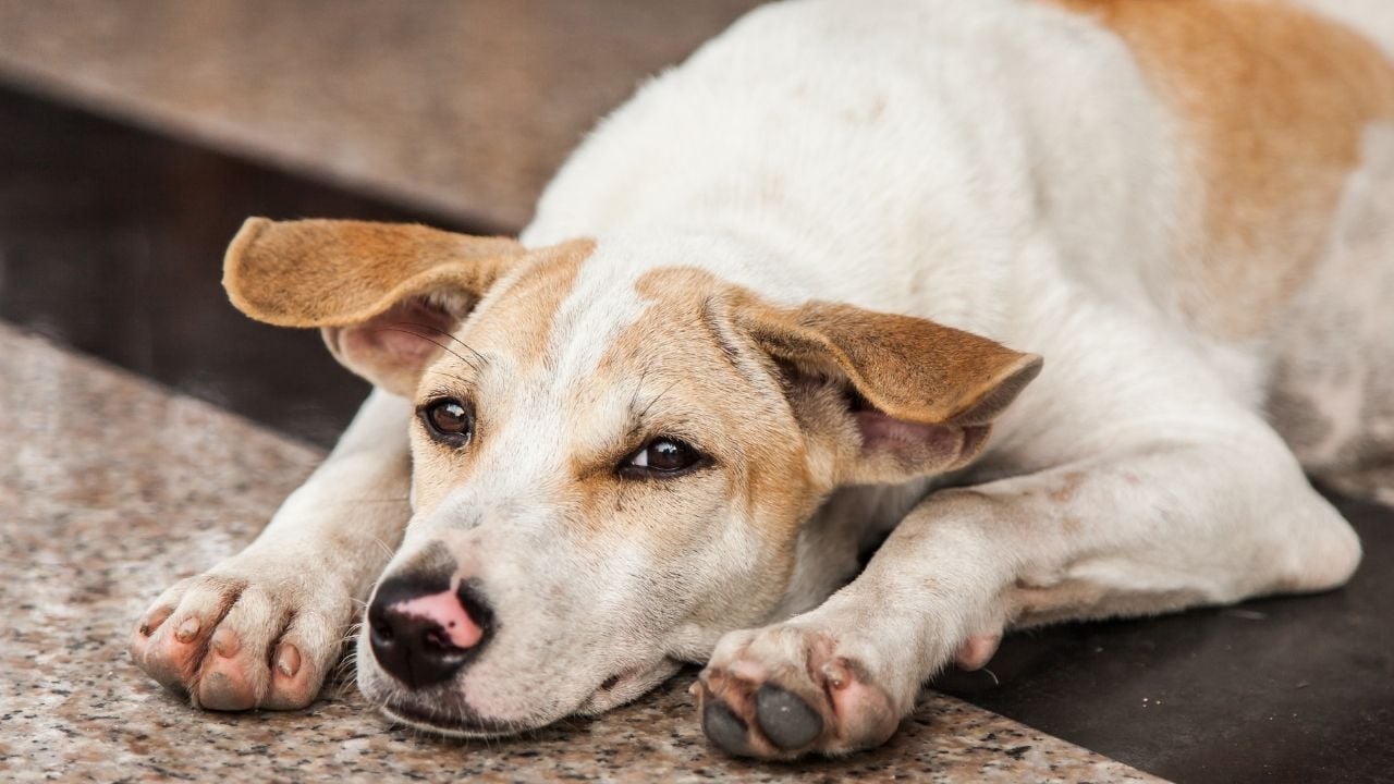 sokak köpeği yerde yatıyor