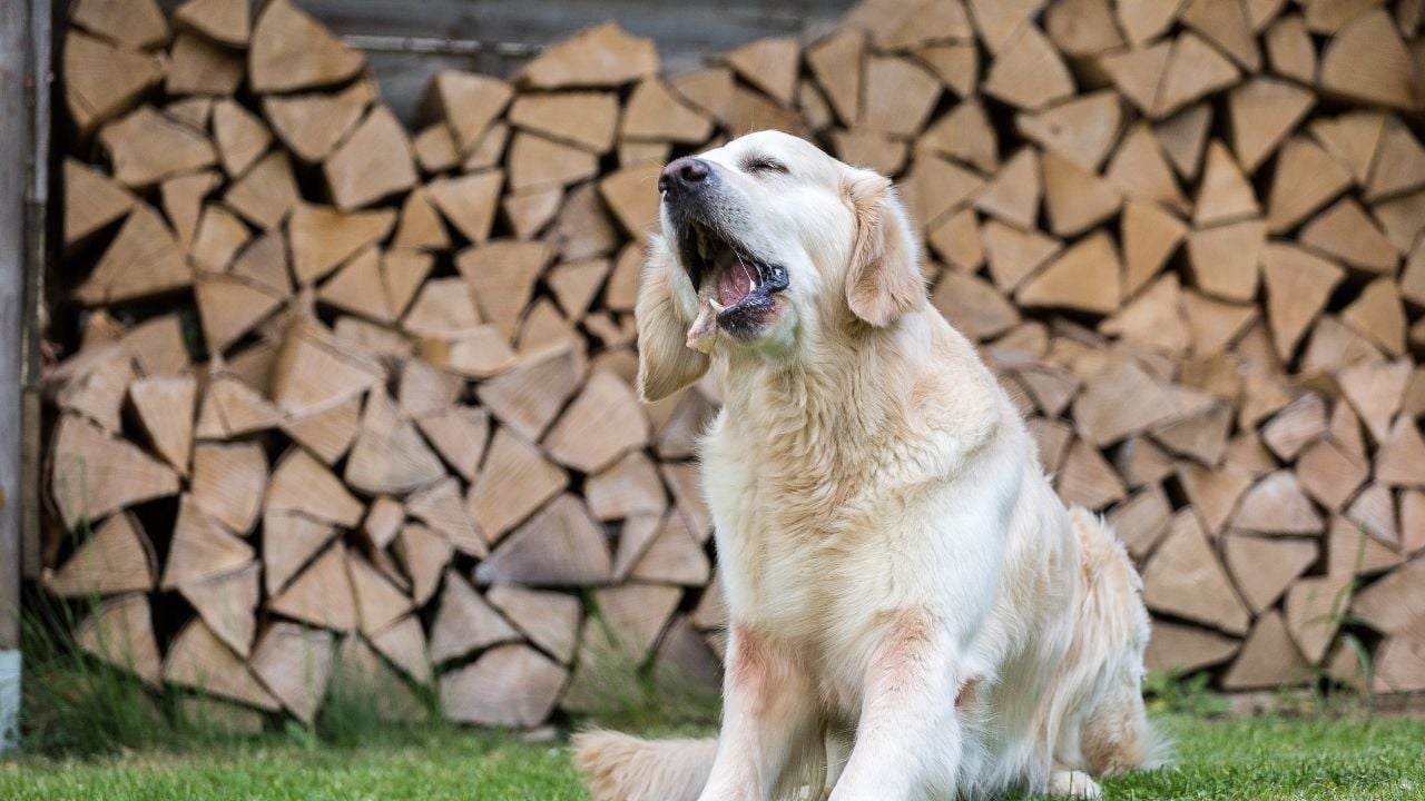 ağzı açık, bir şey çiğneyen köpek