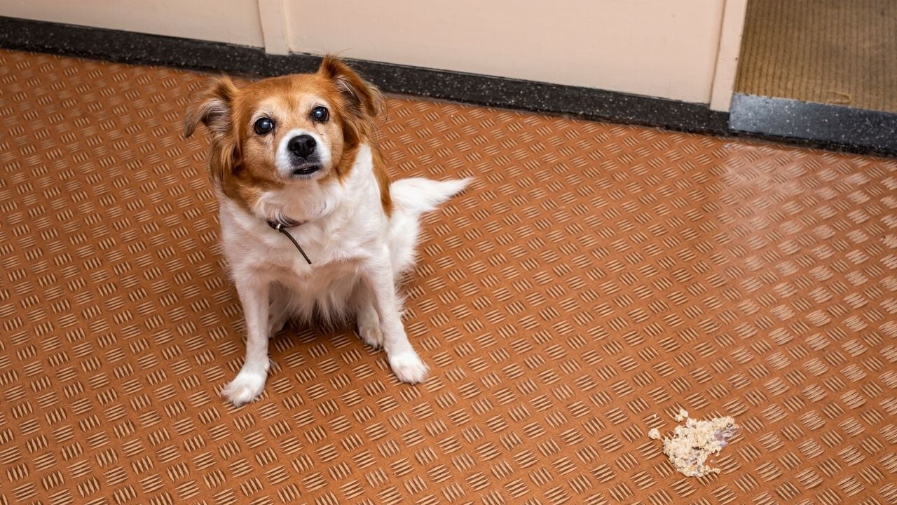 kusmuş bir köpek