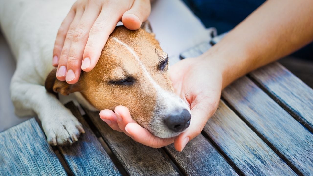 hasta bir köpek ve sahibi