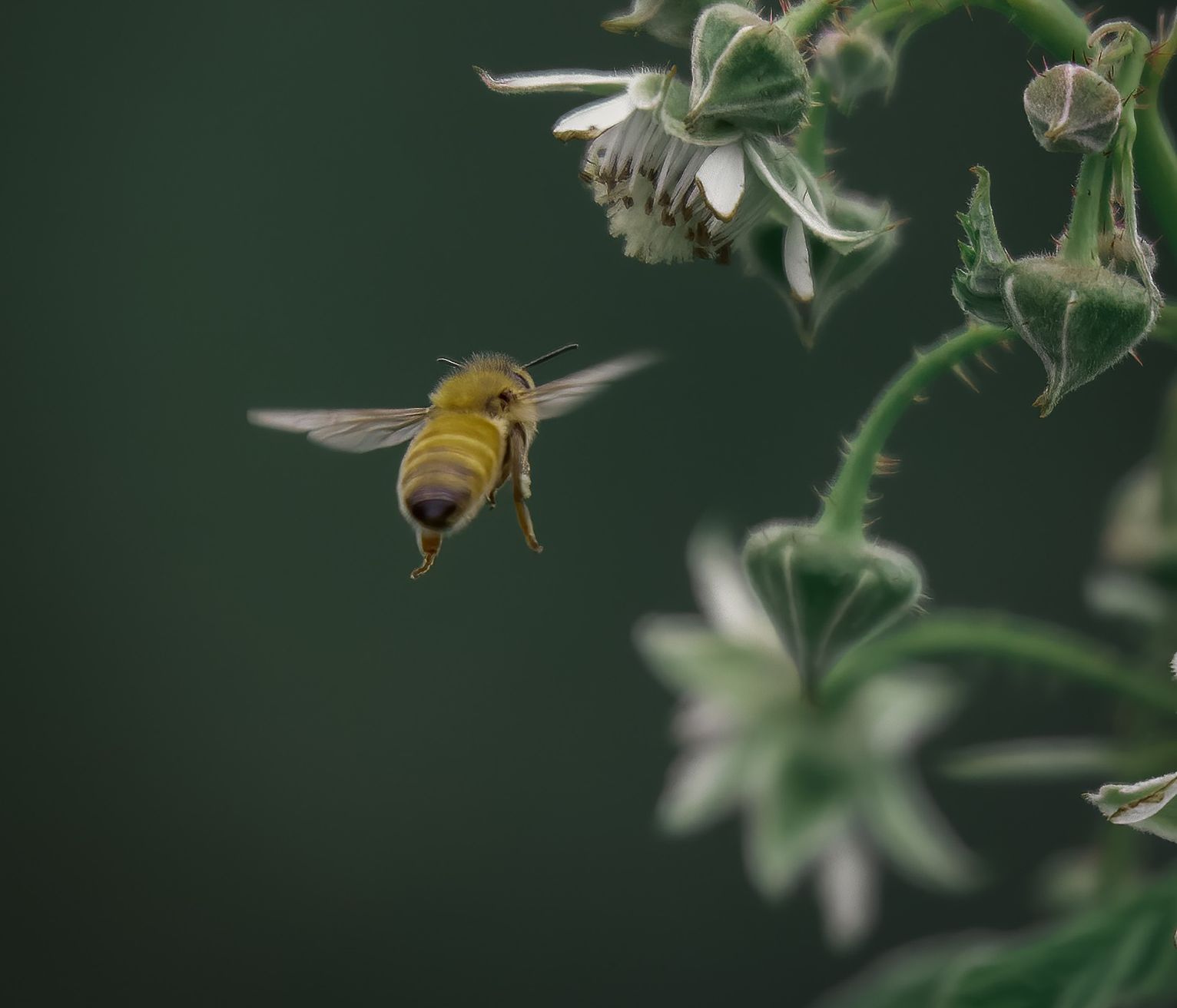 🐝The Genesis & Evolution of SD-WAN | From Branch Networking to Cloud Connectivity🌻