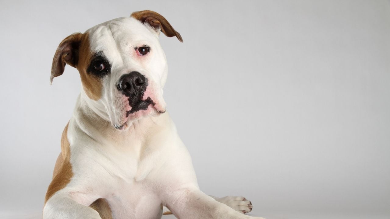 Amerikan Bulldog Türkiye'de yasak olmayan bir köpek ırkıdır.