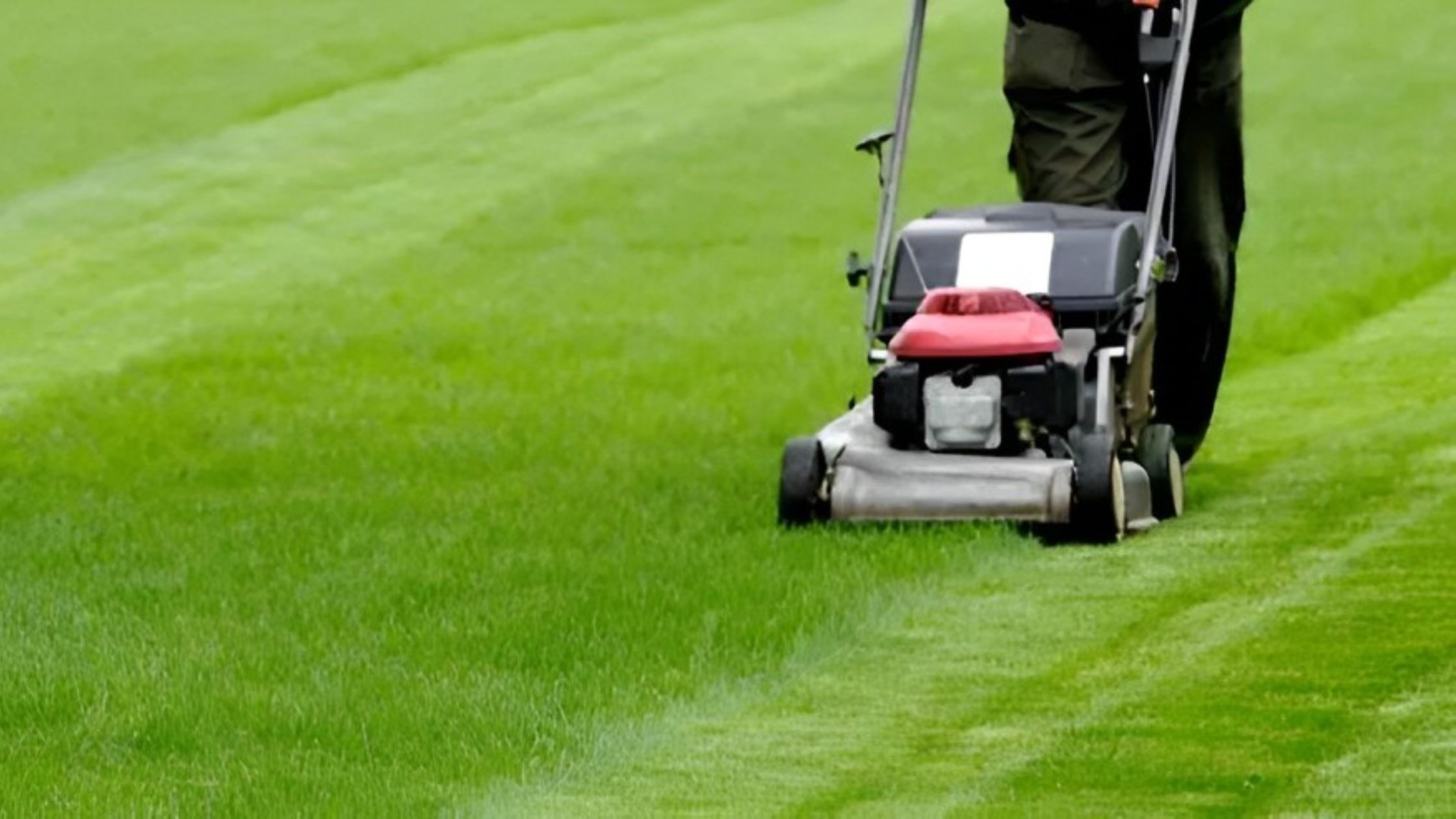 Understanding Professional Lawn Care Techniques for Different Grass Types