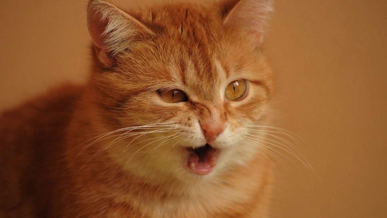 hapşıran sarman bir kedi