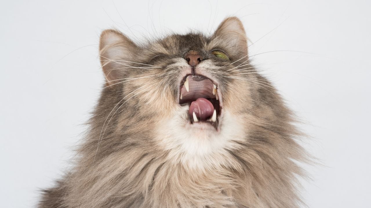 hapşıran uzun tüylü bir kedi