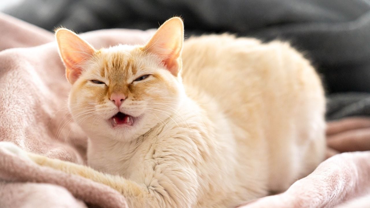 hapşırmak üzere olan açık renk bir kedi