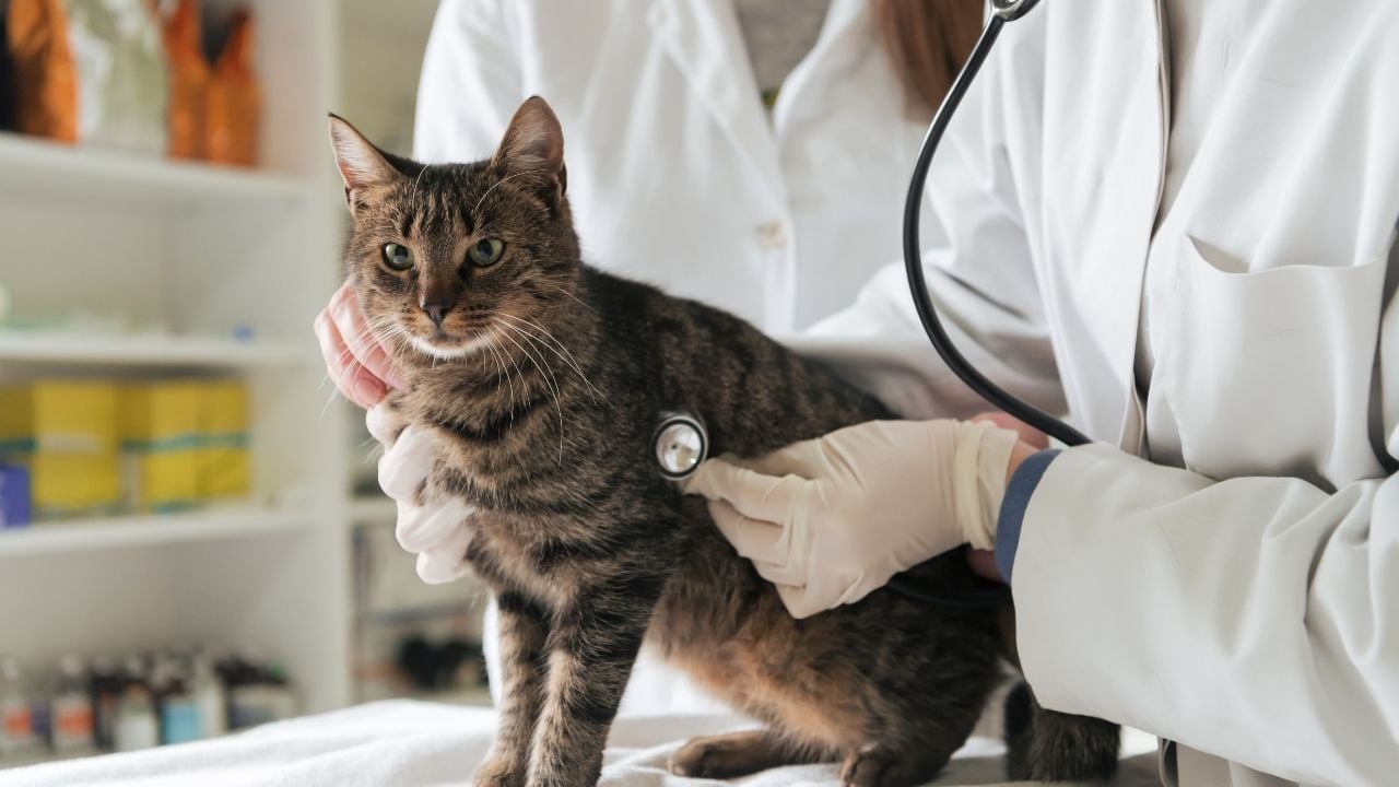 veterinerde tedavi olan kedi