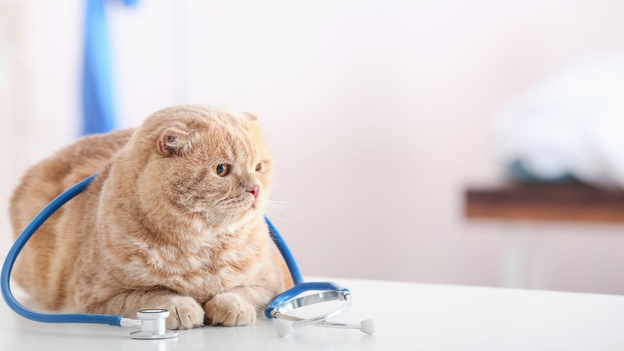 steteskop ile oturan bir kedi