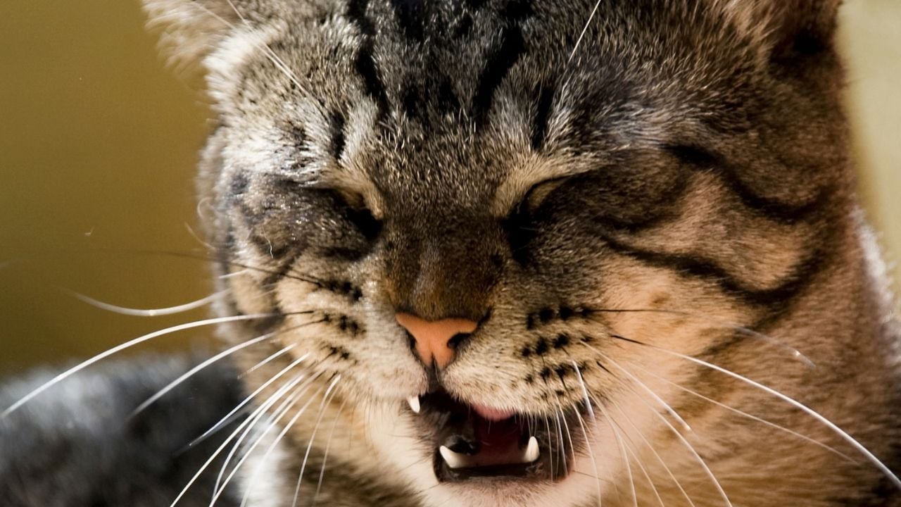 hapşıran tekir cins kedi