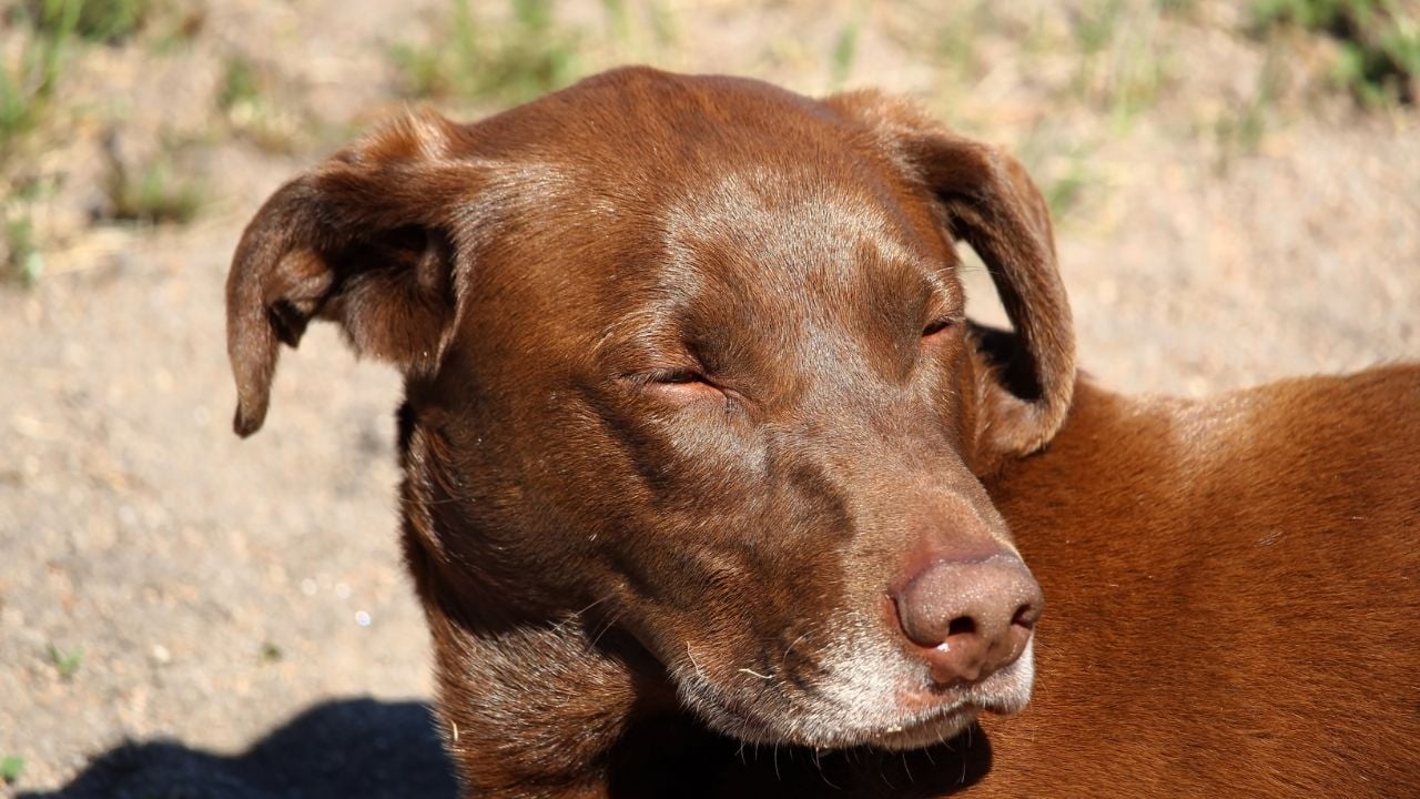 arı sokmasından yanağı şişmiş bir köpek
