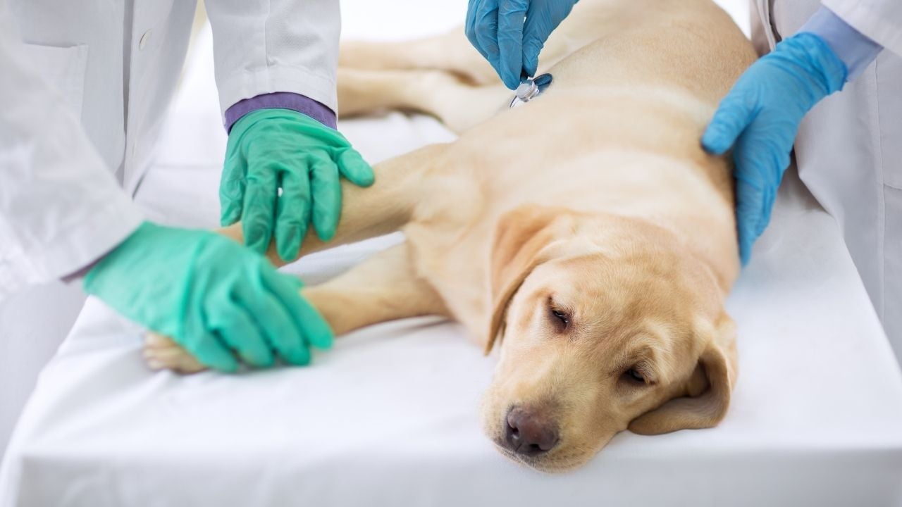 arı sokması nedeniyle veterinere giden bir köpek
