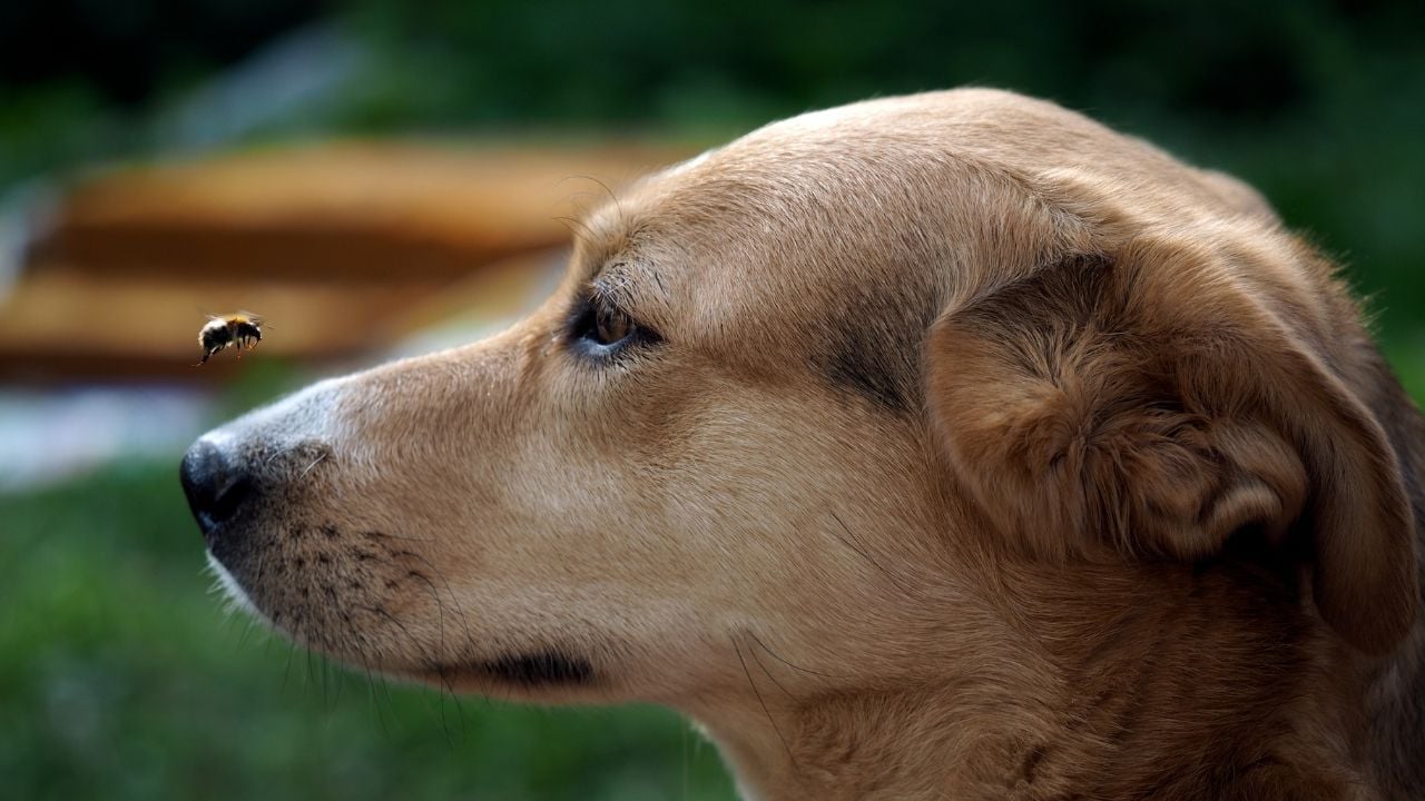 köpeğin burnu üstünde uçan bir arı