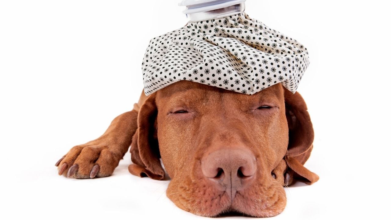 arı sokan yere buz uygulanan bir köpek