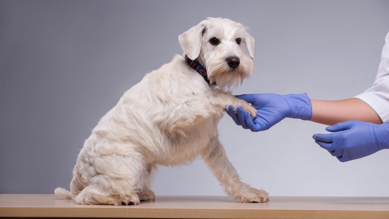 köpek ve patisini tutan bir veteriner