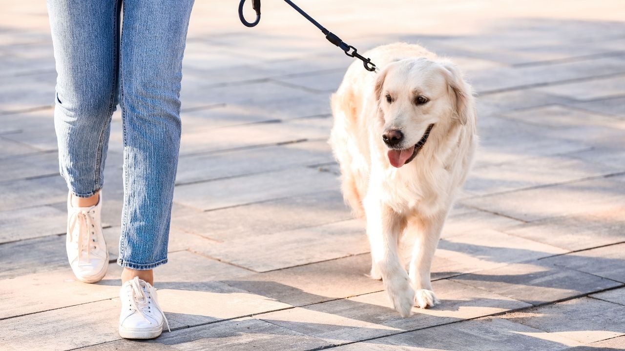 yürüyüşe çıkarılmış bir köpek