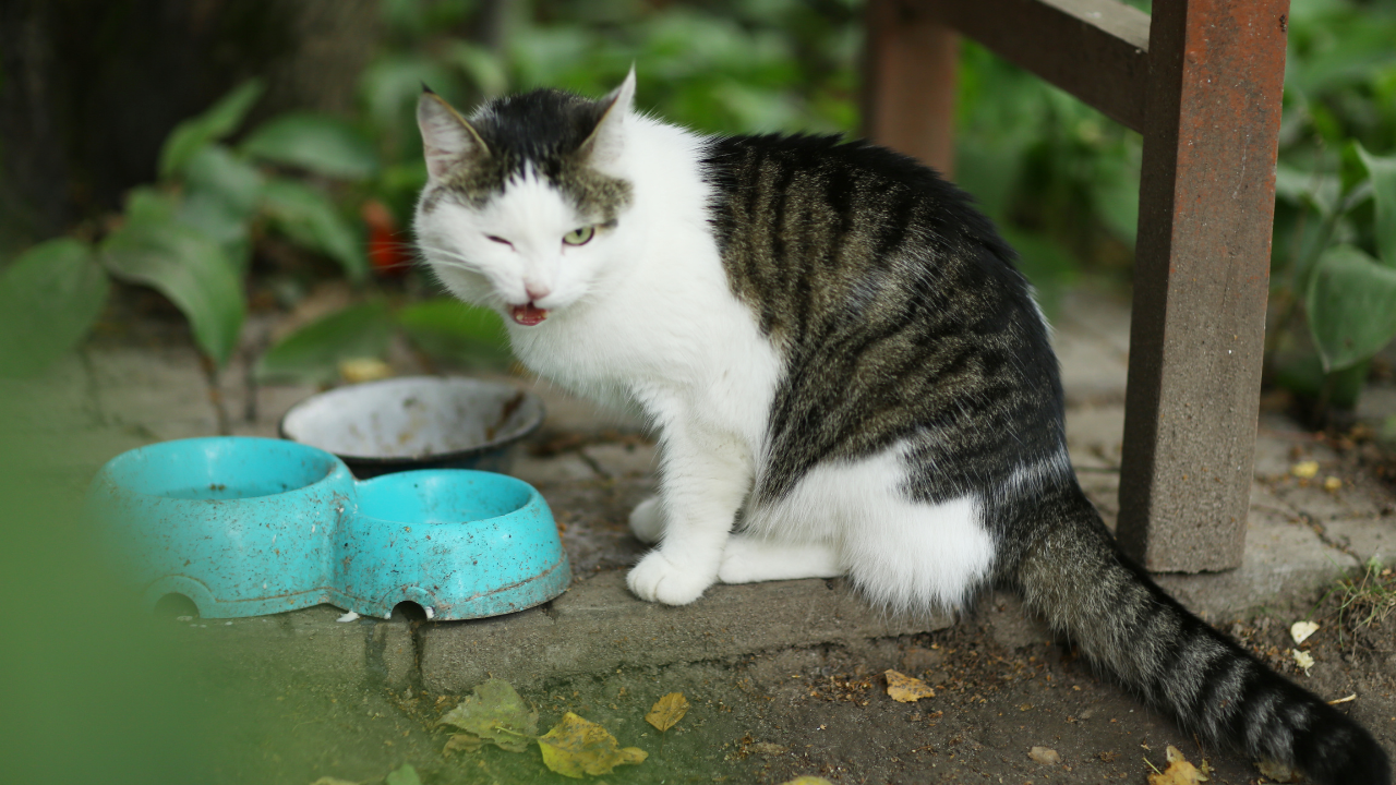 bir şeyler dişleyen kedi