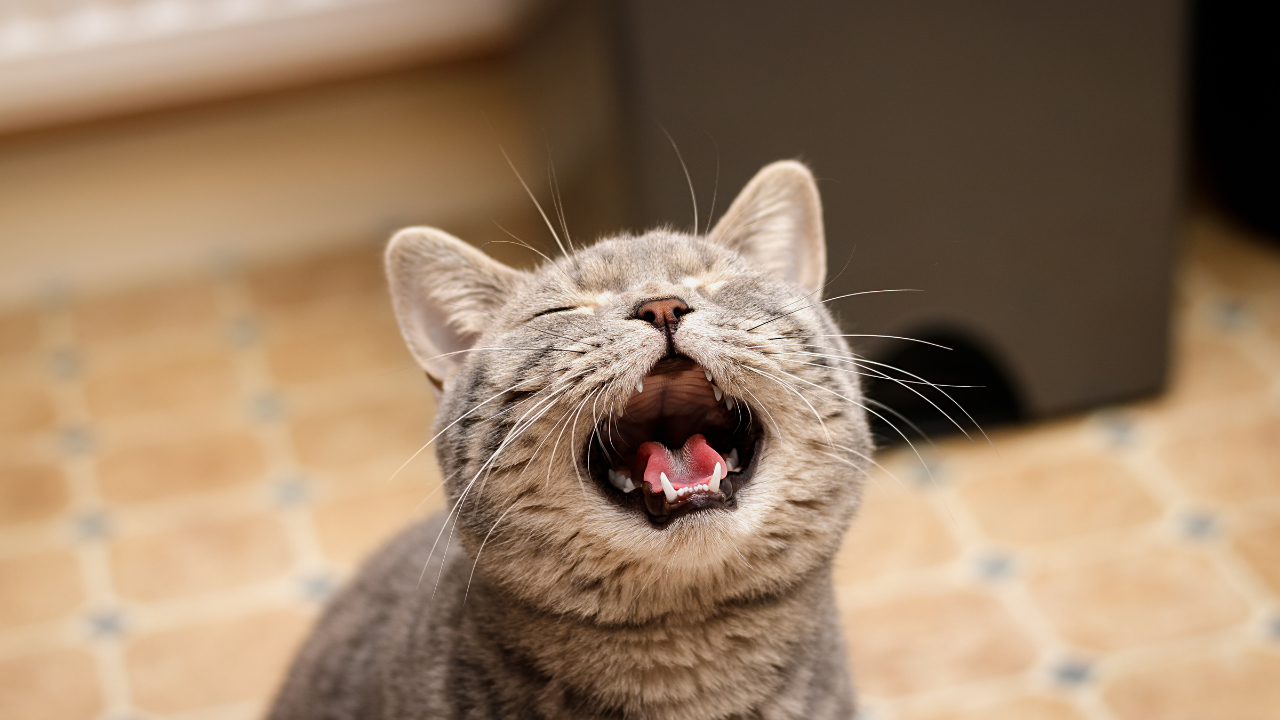 miyavlayan kedi