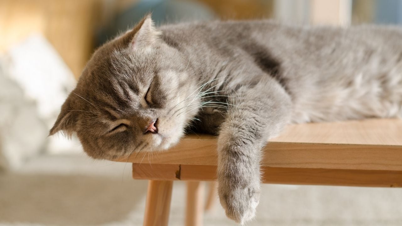 masadan sarkarak uyuyan sevimli kedi