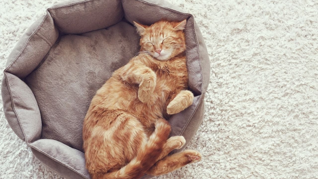 yatağında uyuyan sarman kedi