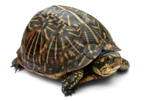 Helm charts abstract deployments, which abstract pods, which abstract containers, which abstract applications, which run on a hypervisor, which run on an operating system, which… look, here’s a turtle, okay?