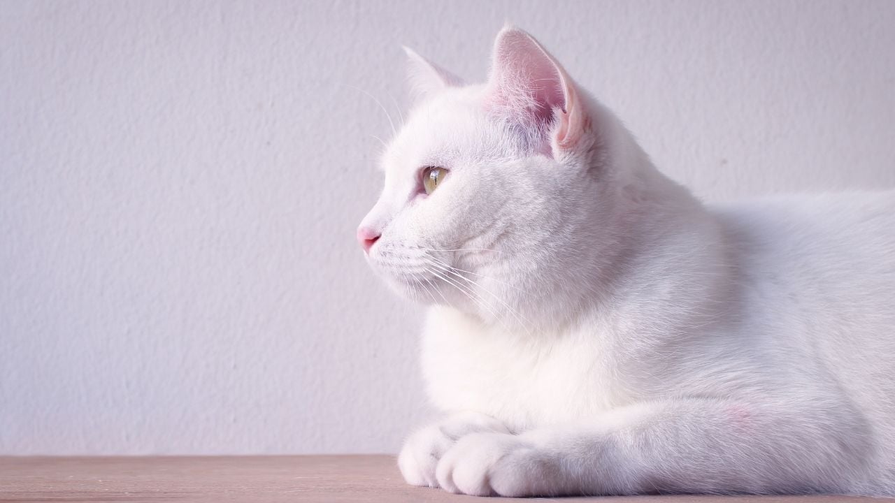beyaz bir kedi