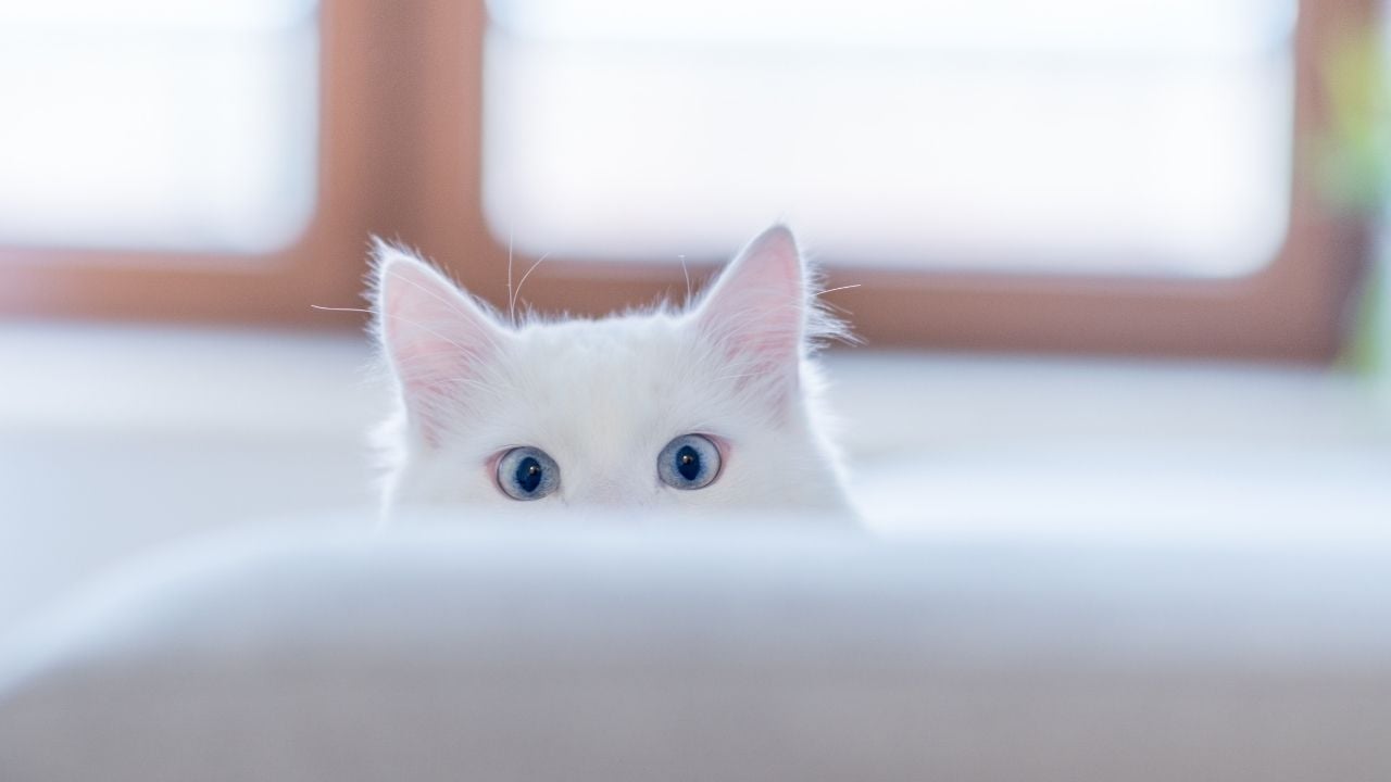 beyaz bir kedi mavi gözlü
