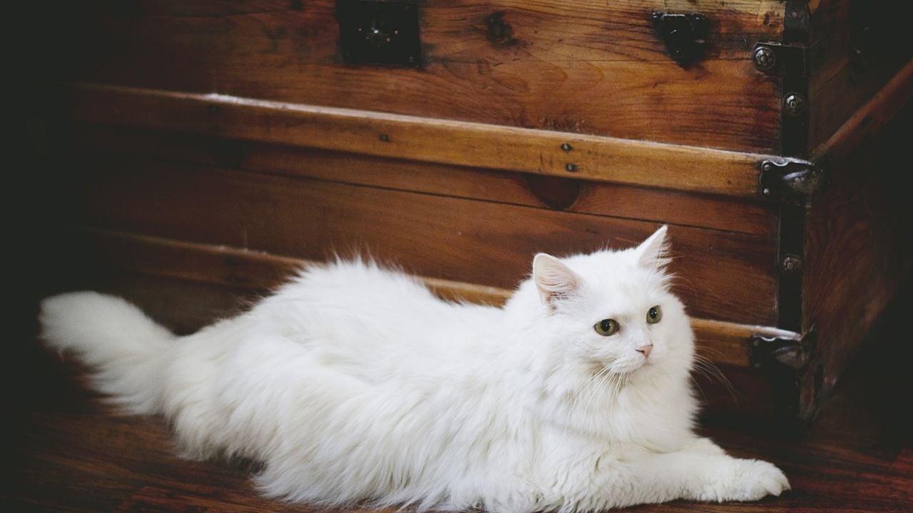 beyaz bir kedi uzanıyor