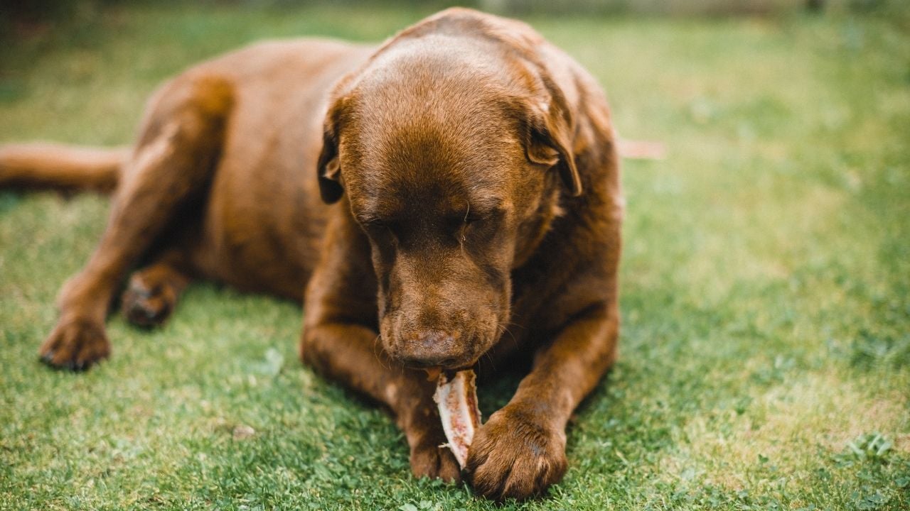 kahverengi bir köpek kemik yiyor
