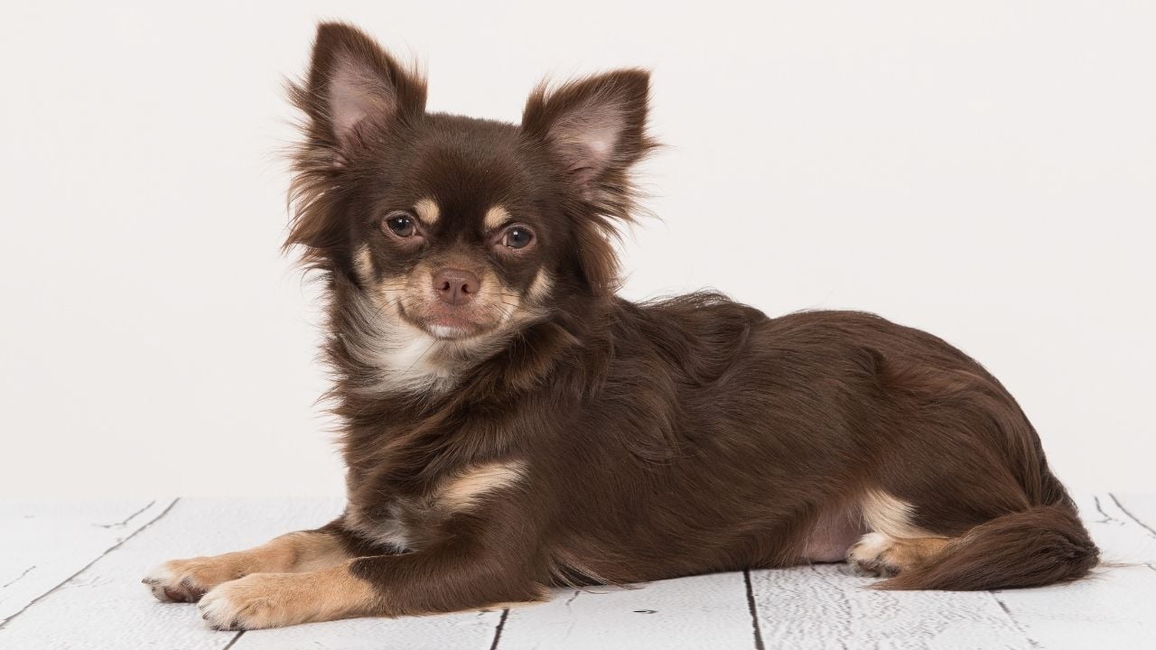 kahverengi bir küçük köpek